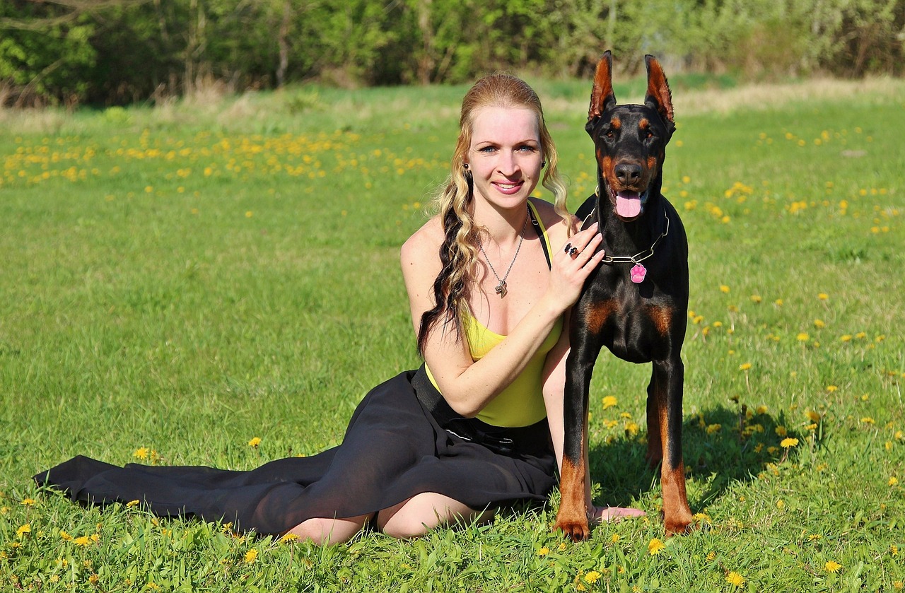 A Guide to Understanding the Doberman Pinscher